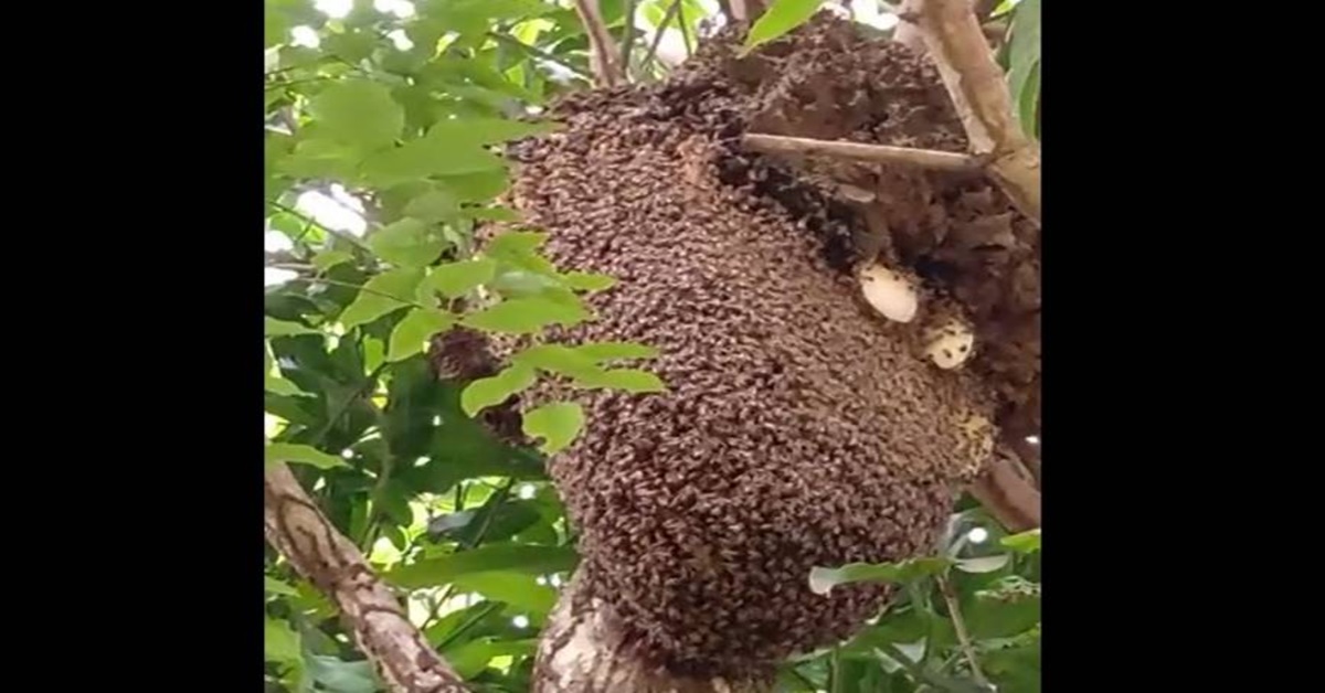 ABELHAS: Colméia enorme é encontrada em Vilhena e apicultor alerta para os riscos