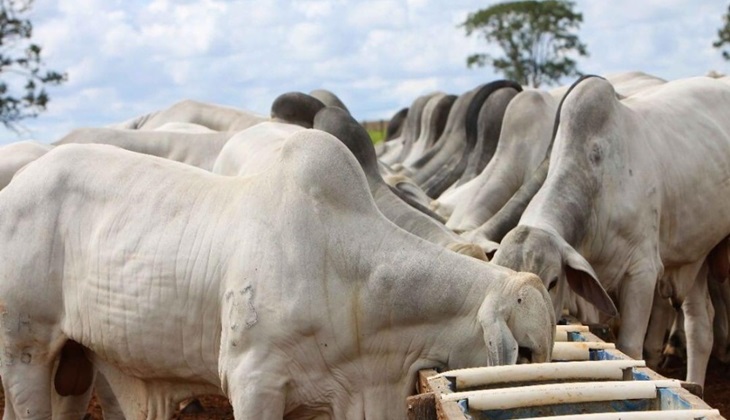 GANHOS: Arroba do boi gordo em Rondônia chega a quase R$ 200