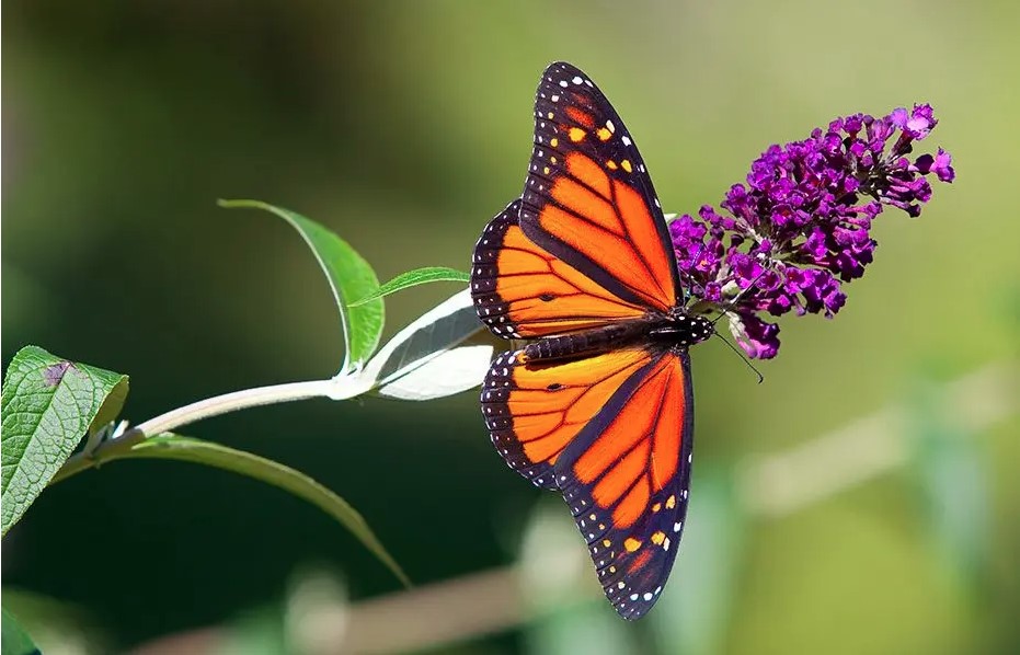 CUIDADOS: Agrotóxico que mata abelhas e borboletas tem uso restrito em RO