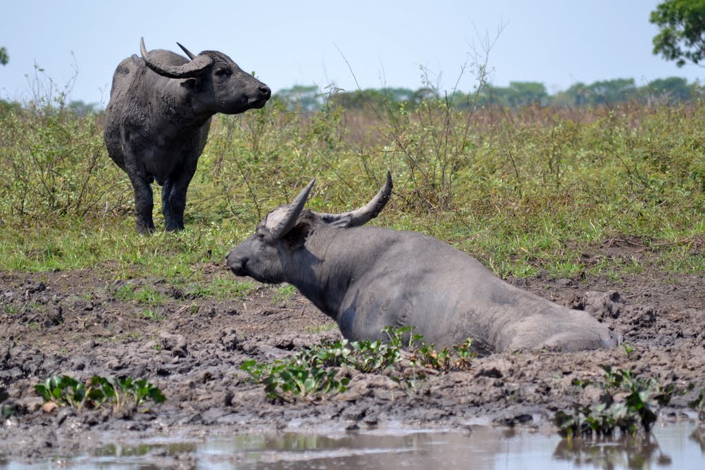 QUASE 5 MIL: Búfalos selvagens continuam devastando reservas ambientais em RO