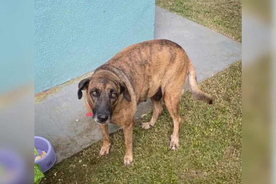 ADOÇÃO ANIMAL: Cadela resgatada busca um lar e mobiliza moradores