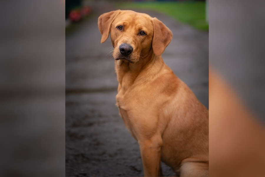 RESISTENTES: Vira-latas dominam população canina e revelam força genética e social