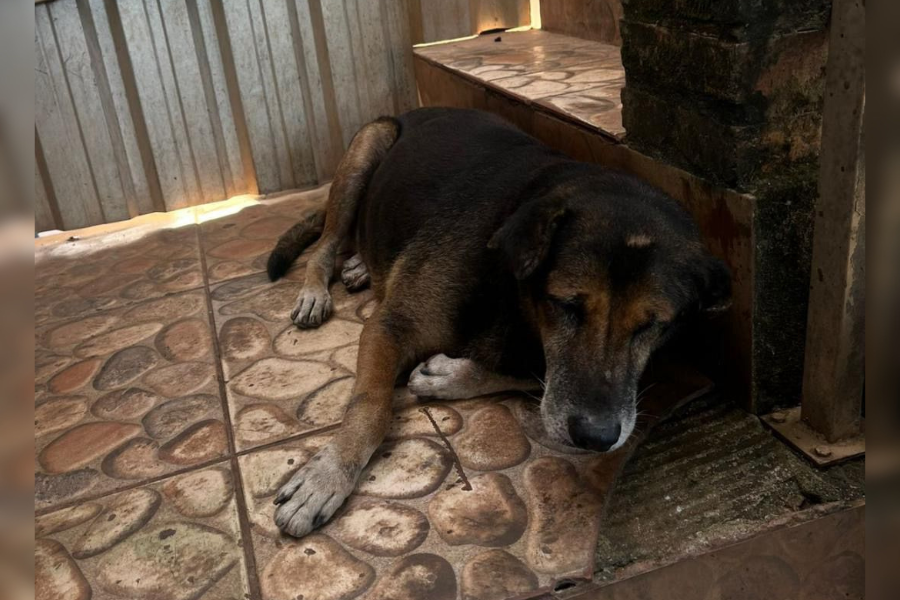 SOLIDARIEDADE ANIMAL: Cachorro ferido mobiliza pedido de ajuda urgente