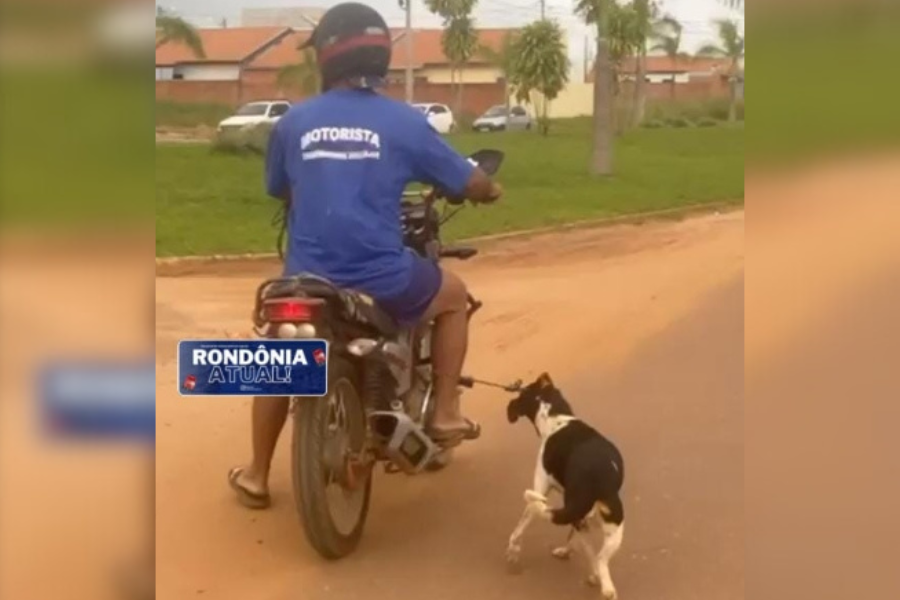 AUDIÊNCIA DE CUSTÓDIA: Acusado de maus tratos contra cachorrinha com câncer é solto