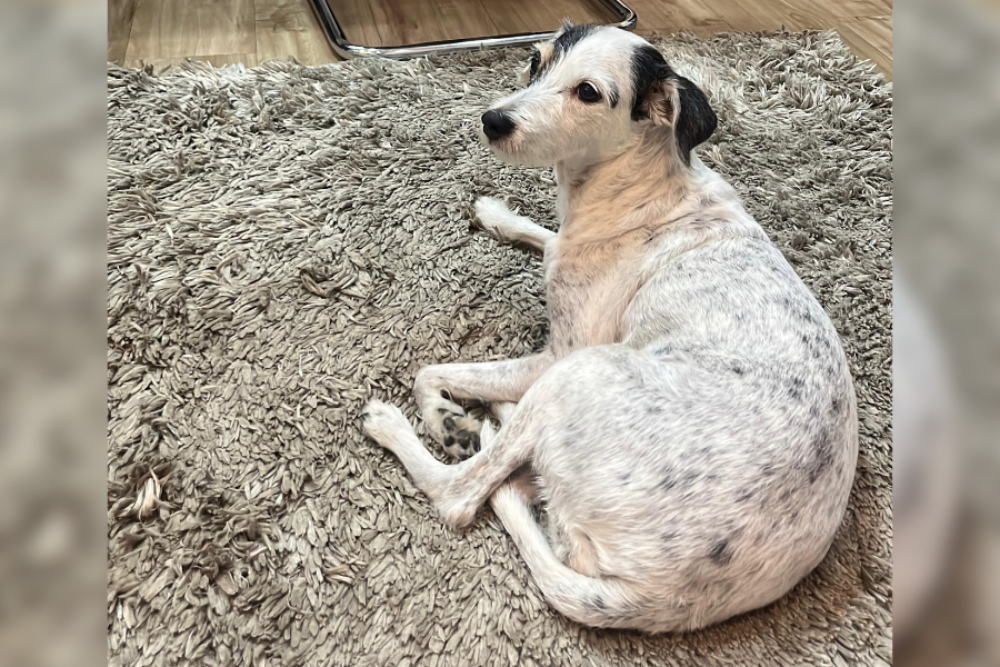 VOCÊ VIU?: Cachorrinha desaparece no bairro São João Bosco, em PVH