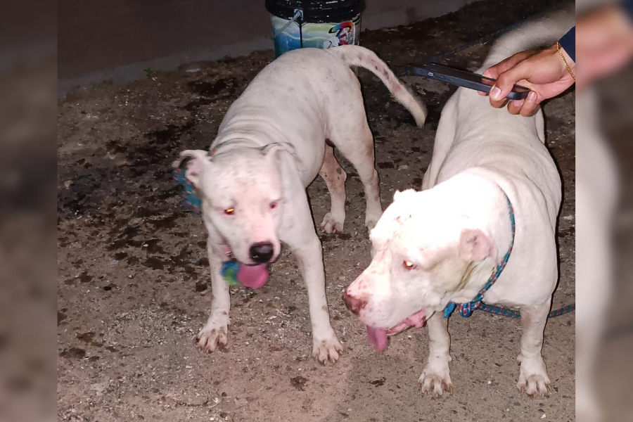 VÍDEO: Procura-se tutores de cães da raça Pitbull localizados na zona Sul