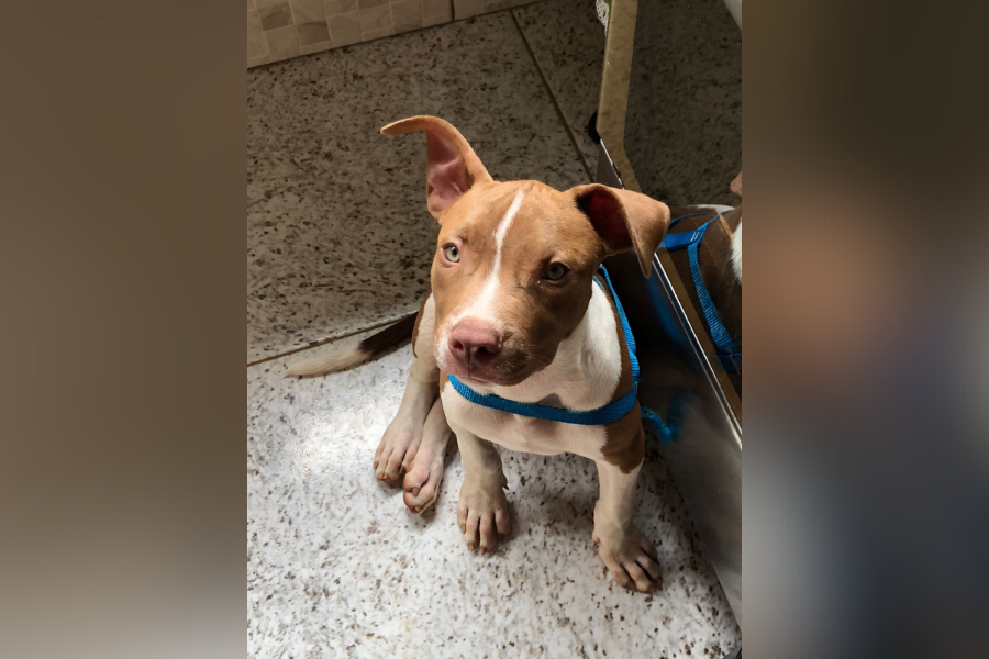 RECOMPENSA: Procura-se filhote de pitbull desaparecido na zona norte da capital