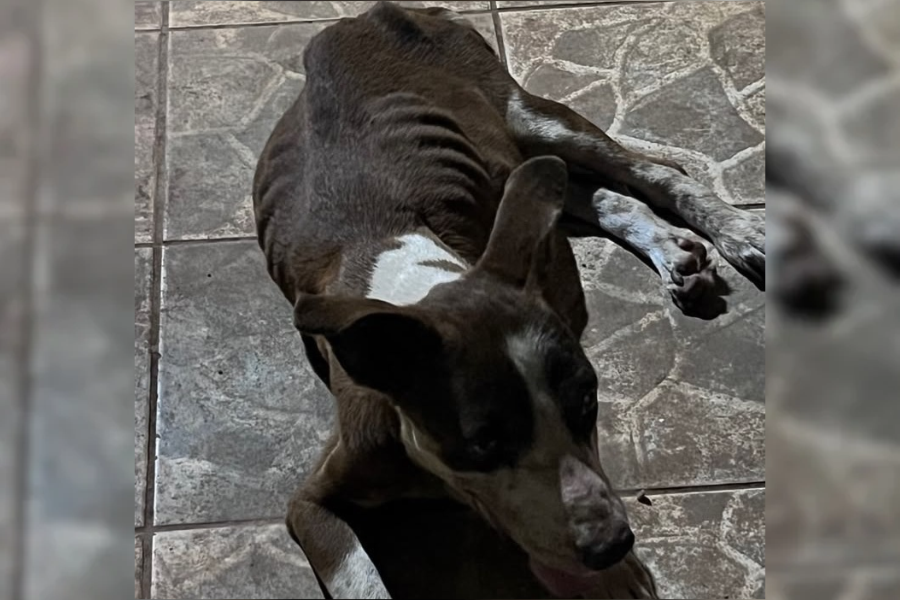 ABANDONADA: Cadela cega e desnutrida é encontrada em situação de abandono em PVH