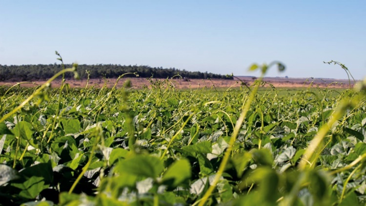 LANÇAMENTO: Cultivar de feijão carioca inova com resistência a doenças