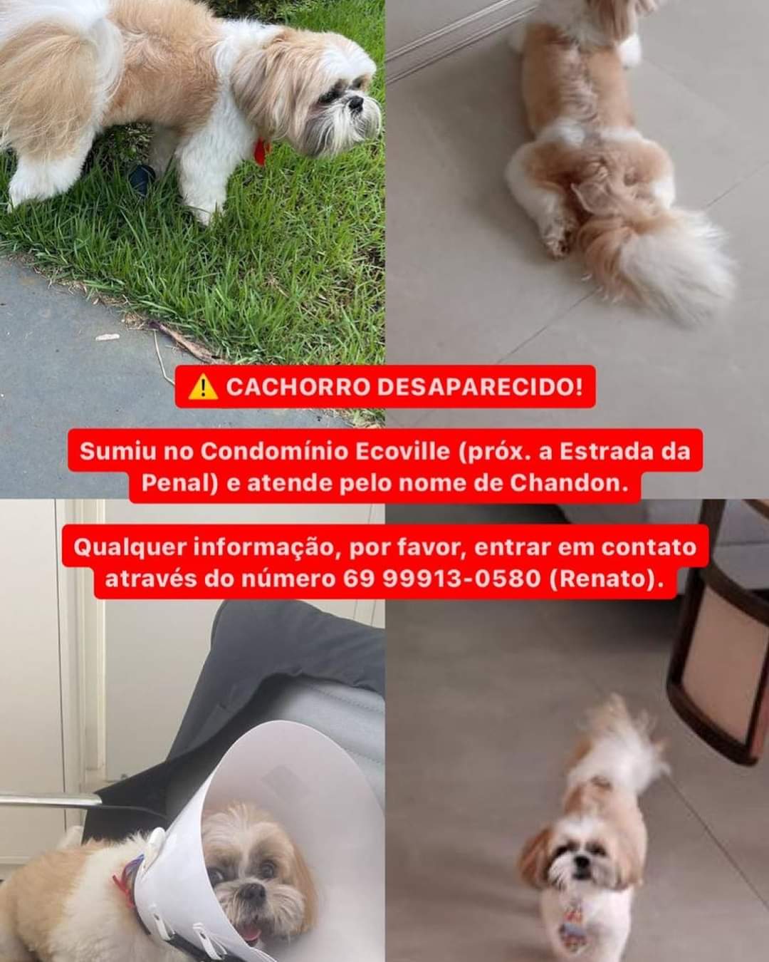 CHANDON: Cachorro desaparece do condomínio Ecoville e donos estão à procura dele