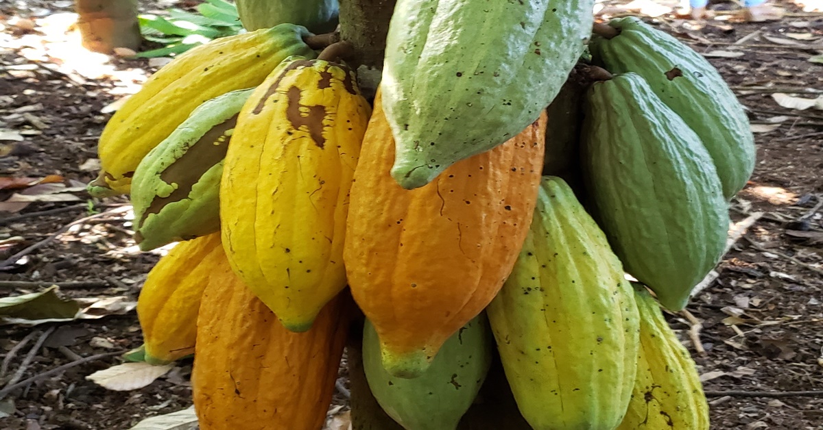REUNIÃO: Sebrae RO debate melhorias para o cultivo do cacau em Rondônia