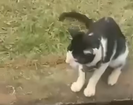 DENUNCIE: Vídeo de maus-tratos contra gato em Machadinho d'Oeste gera revolta na internet