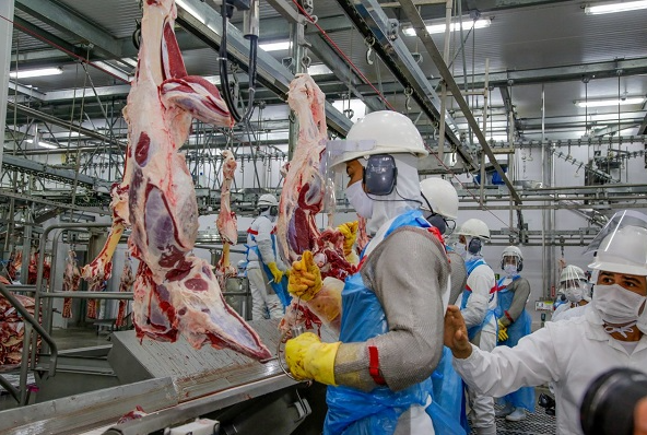 FRIGON: MPF aponta compra de 260 mil cabeças de gado irregulares pelo Frigorífico Irmãos Gonçalves