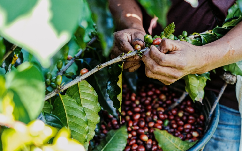 SALTO: Aumento na safra de café pode chegar a 4%, avalia Governo do Estado