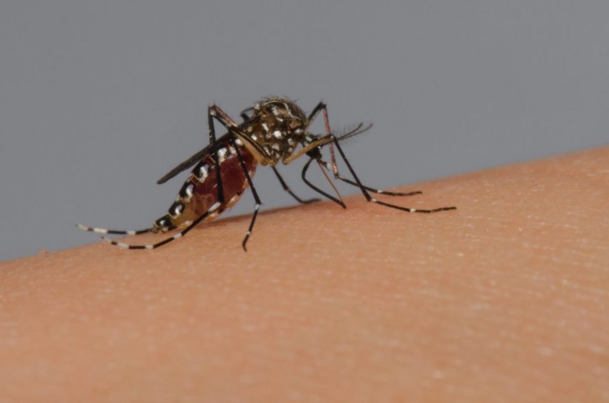 EM 2024: Primeira morte em RO por dengue é confirmada pelo Ministério da Saúde