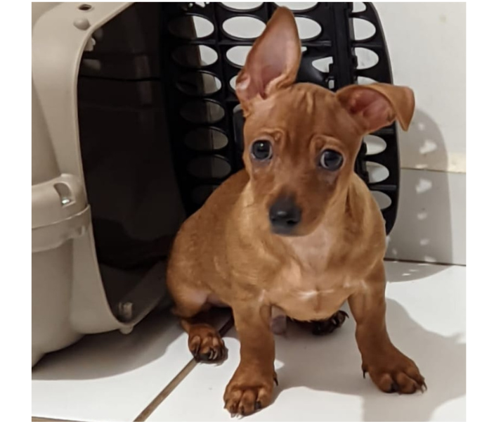 VOCÊ VIU?: Tutora procura por cachorro 'Zuma' desaparecido na rua Rafael vaz e Silva