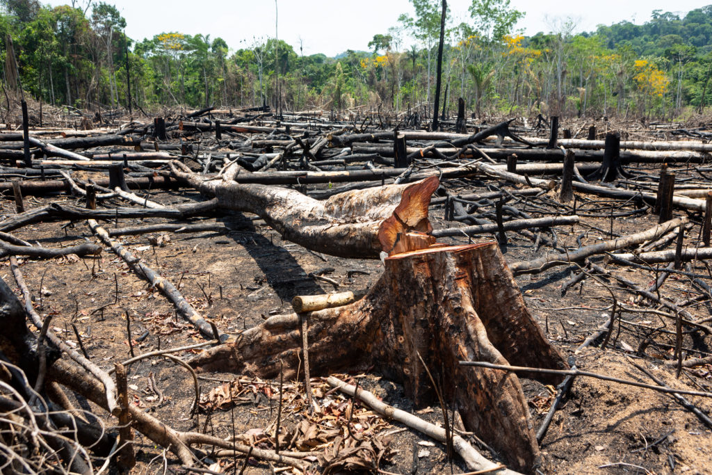 AMAZÔNIA: Desmatamento em áreas protegidas tem menor taxa em 9 anos, indica Imazon