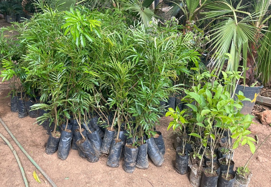 MEIO AMBIENTE: Energisa faz doação de mudas de árvores de diferentes espécies