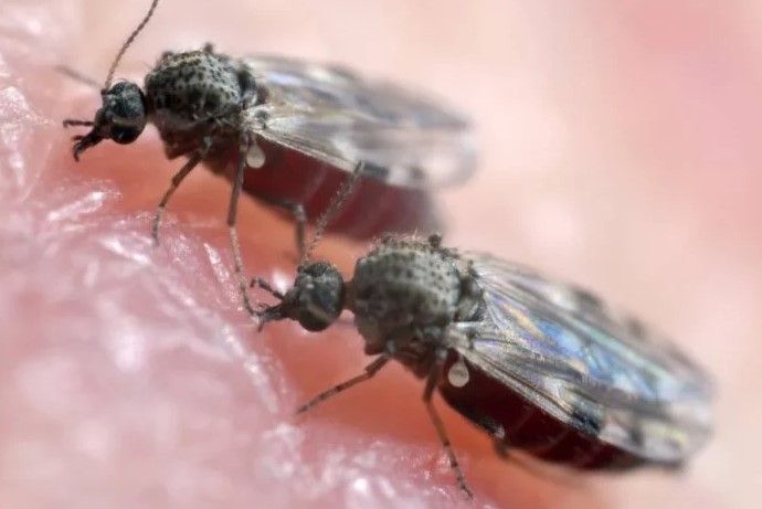 FEBRE OROPOUCHE: Entenda doença que atinge Amazonas e tem sintomas iguais da dengue