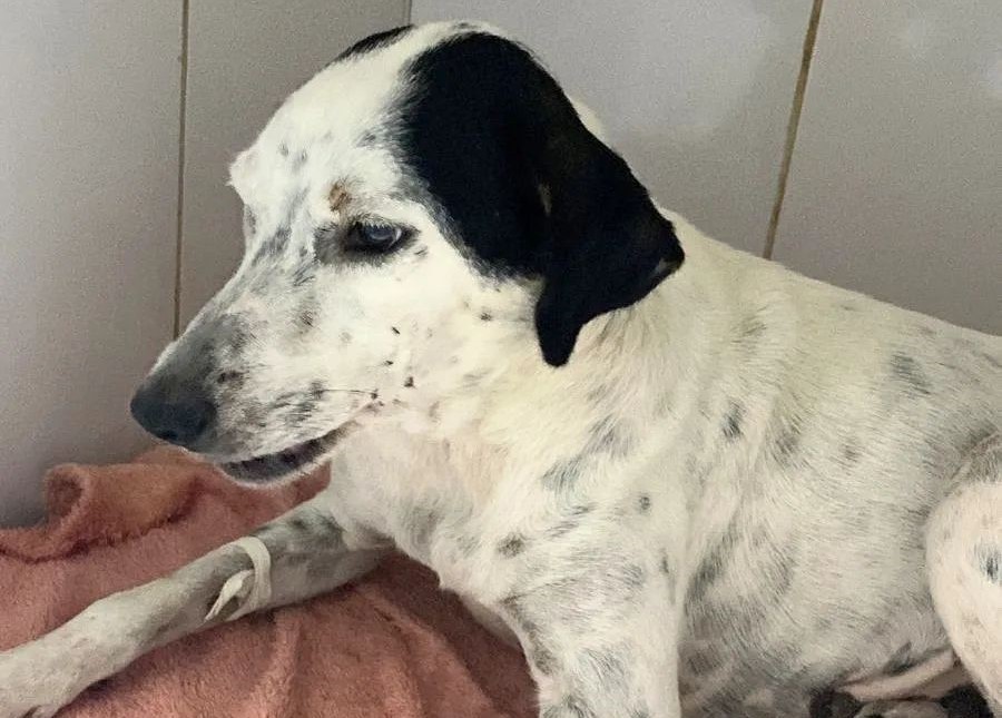 BICHINHOS: Protetores Voluntários realizam nova feira de adoção em Porto Velho