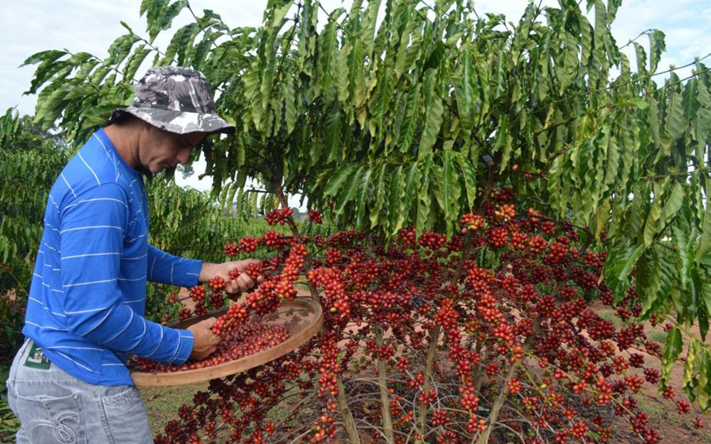 AGRONEGÓCIO: Produção de café cresce mais de 20% em Rondônia, destaca IBGE