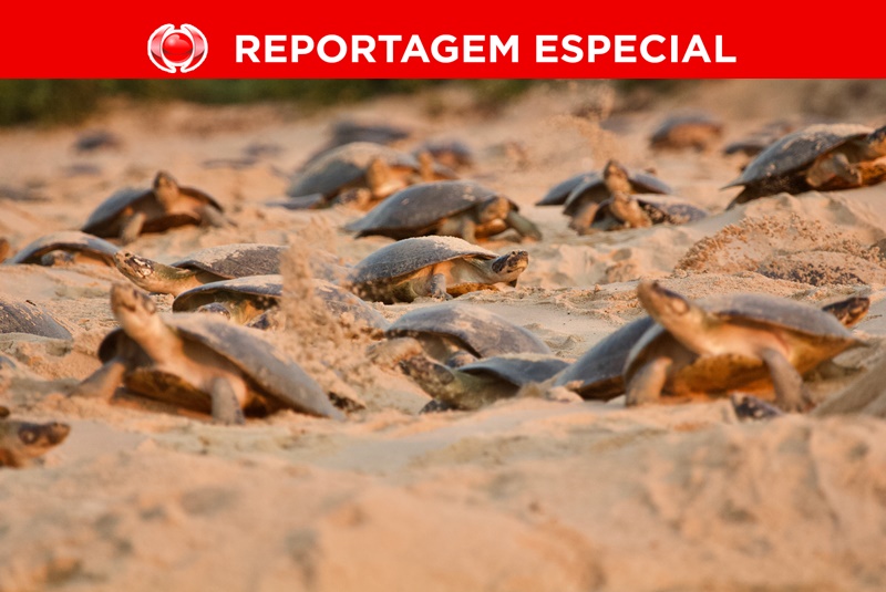 PERIGO NA ÁGUA: Milhares de tartarugas morrem ao chegar ao rio quando nascem