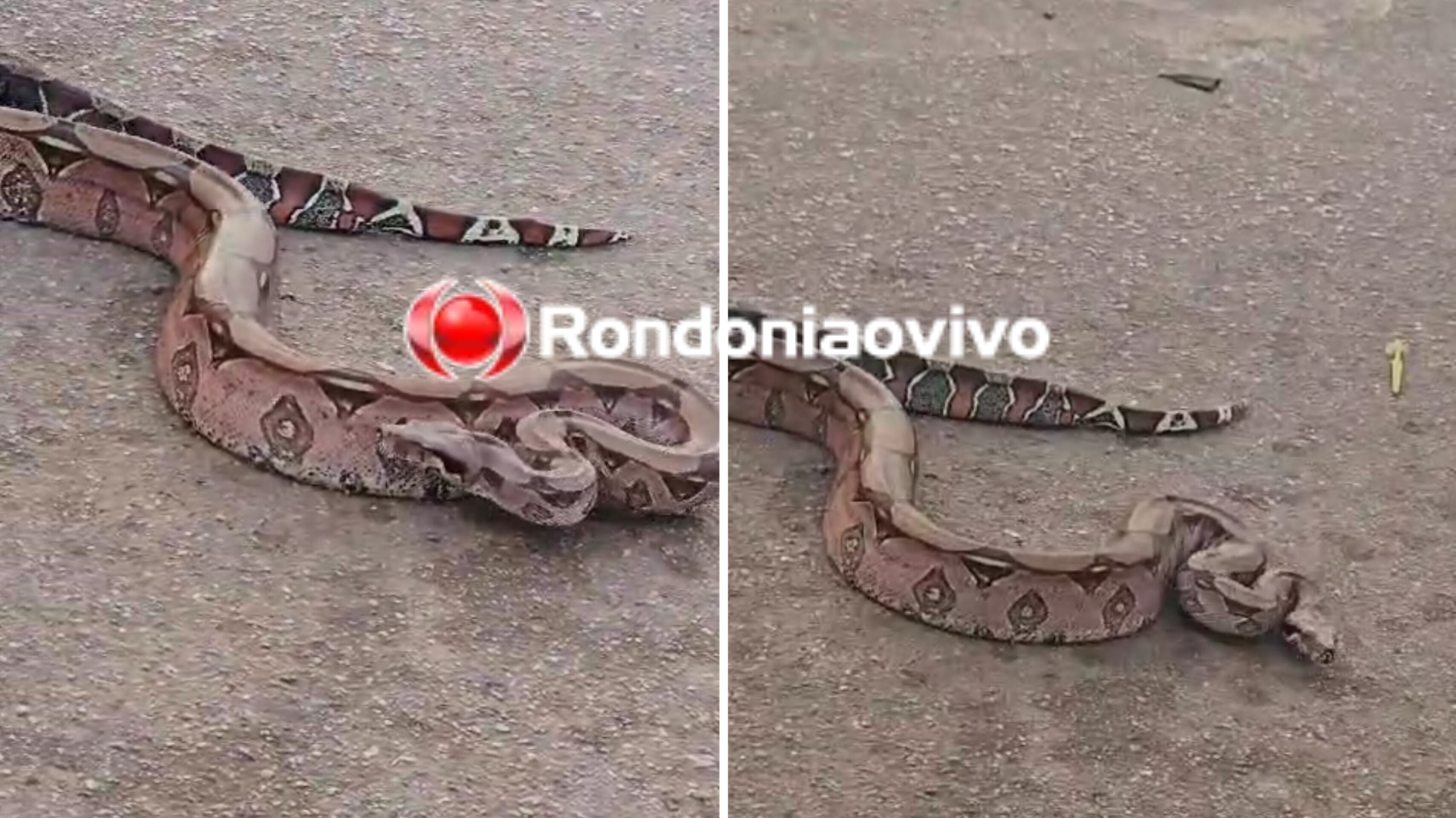 VÍDEO: Cobra Jibóia é encontrada no meio de Avenida em Porto Velho 