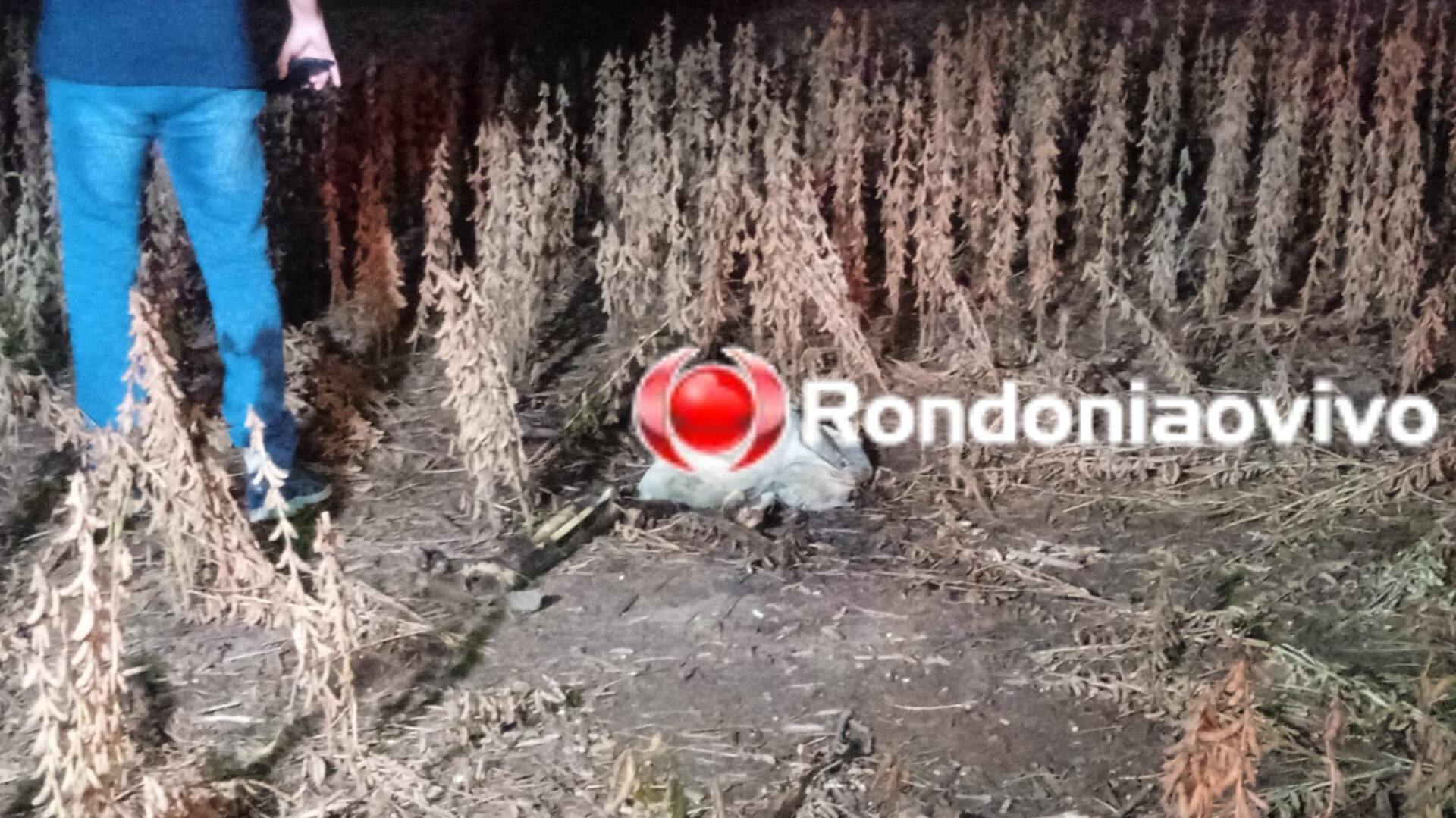 HOMICÍDIOS INVESTIGA: Ossada humana é encontrada em fazenda de plantação de soja 