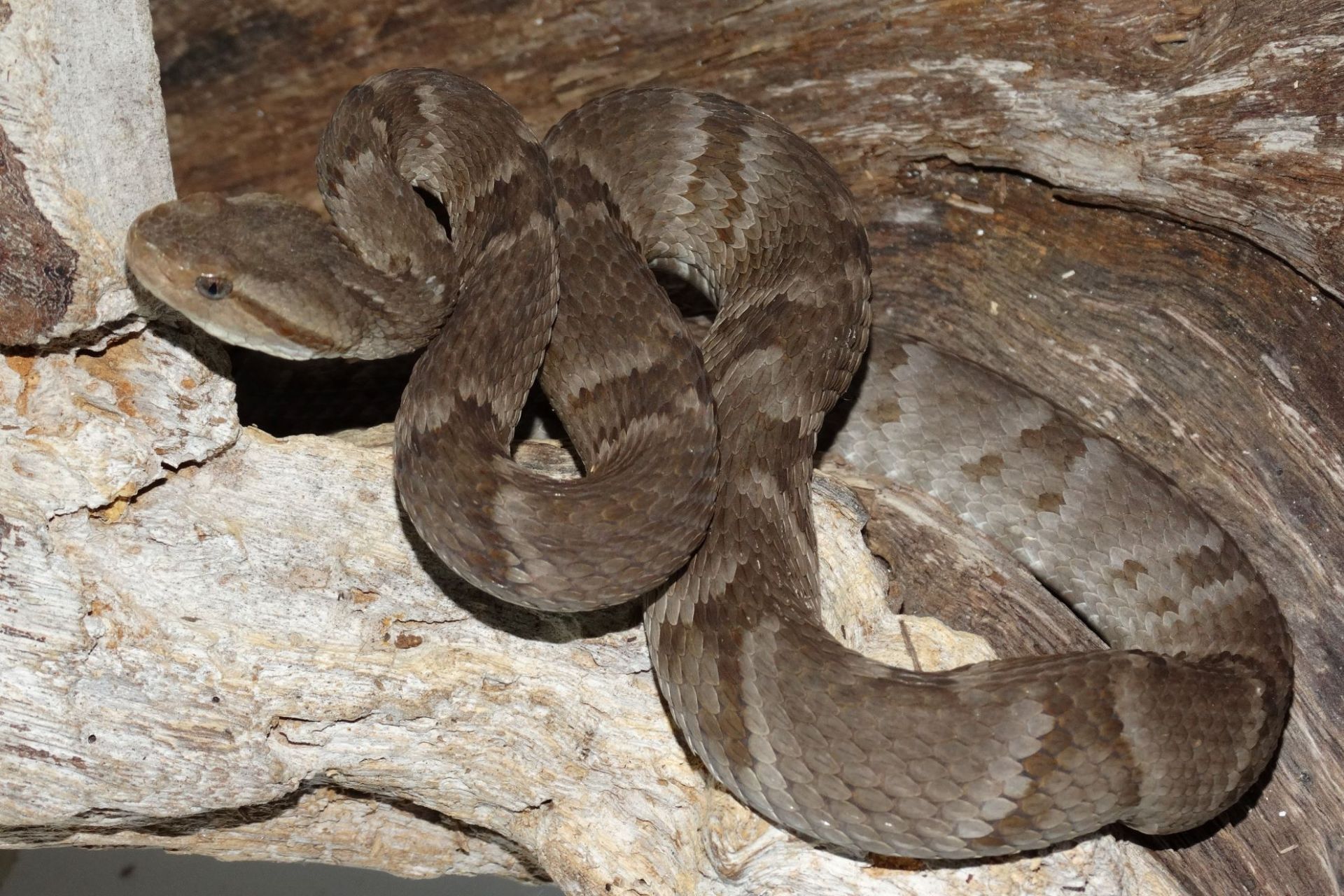 VENENOSA: Novo tipo de cobra jararaca é descoberta por cientistas