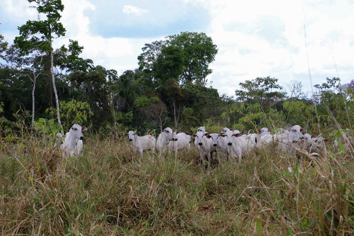 ABIGEATO: Criminosos são flagrados furtando várias cabeças de gado em fazenda 