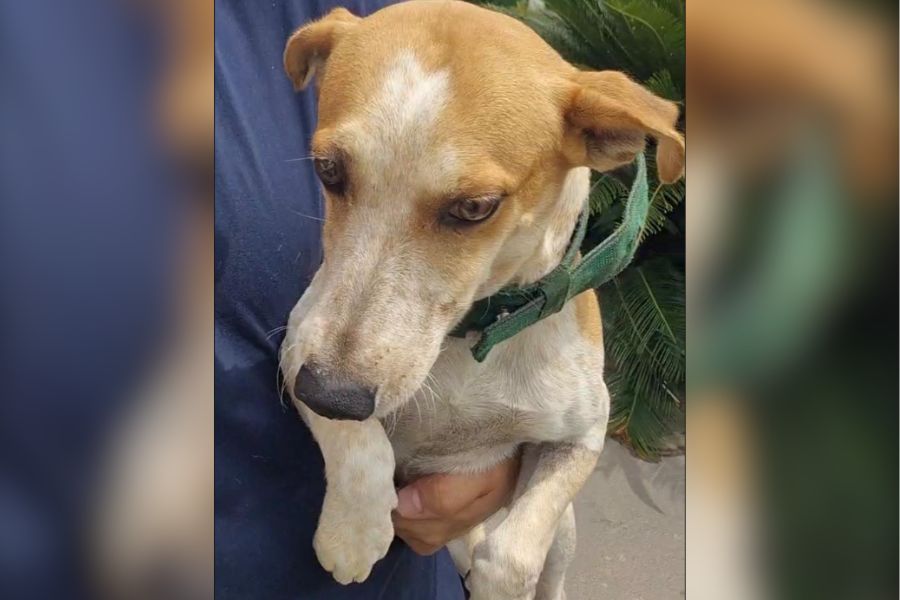 PICANHA: Cachorro desaparece na zona leste de Porto Velho