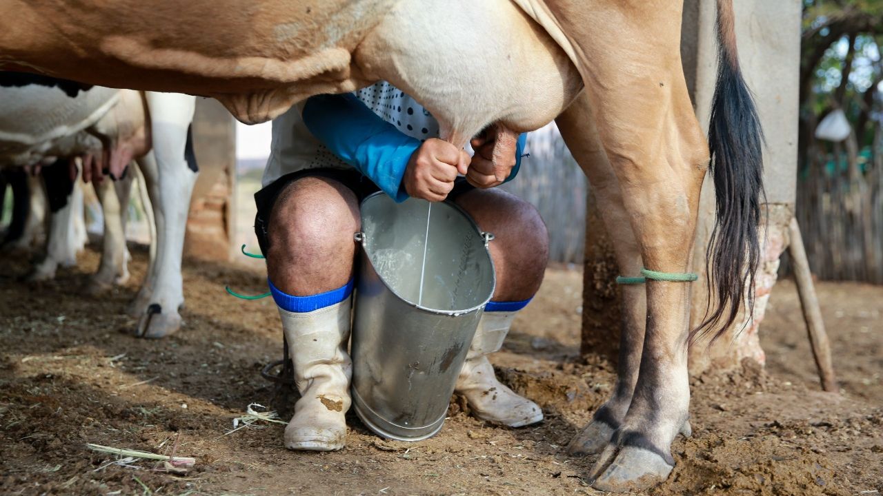 PECUÁRIA: Produção de leite cai 11% em Rondônia, aponta pesquisa
