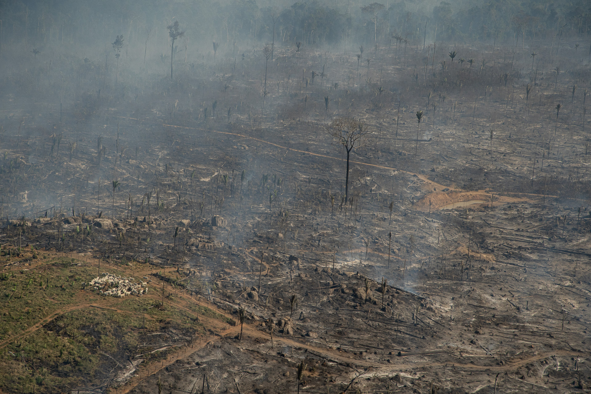 DESTRUIÇÃO: Porto Velho é a terceira cidade que mais libera carbono no país