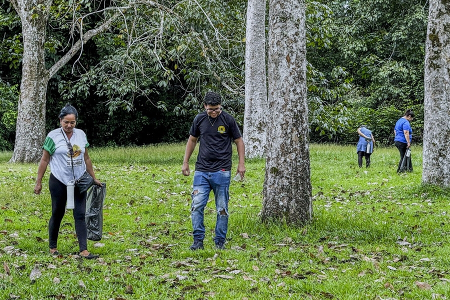 MEIO AMBIENTE: Sementes de seringueira são colhidas e levadas ao Parque Natural