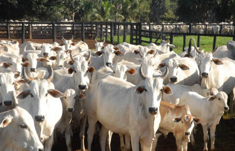 CHURRASQUINHO: IBGE divulga que rebanho bovino de Rondônia é sexto maior do país