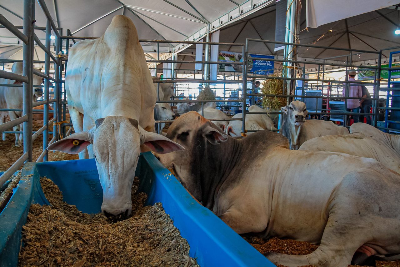 RO RURAL SHOW: Fórum para Manutenção da Zona Livre de Febre Aftosa debate rastreabilidade bovina