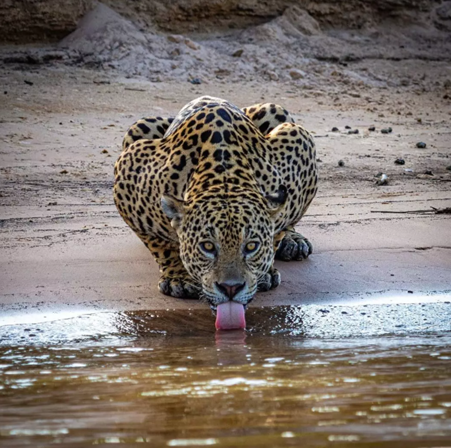 PREJUÍZO: Fazenda perde 1830 bezerros por ataques de onças