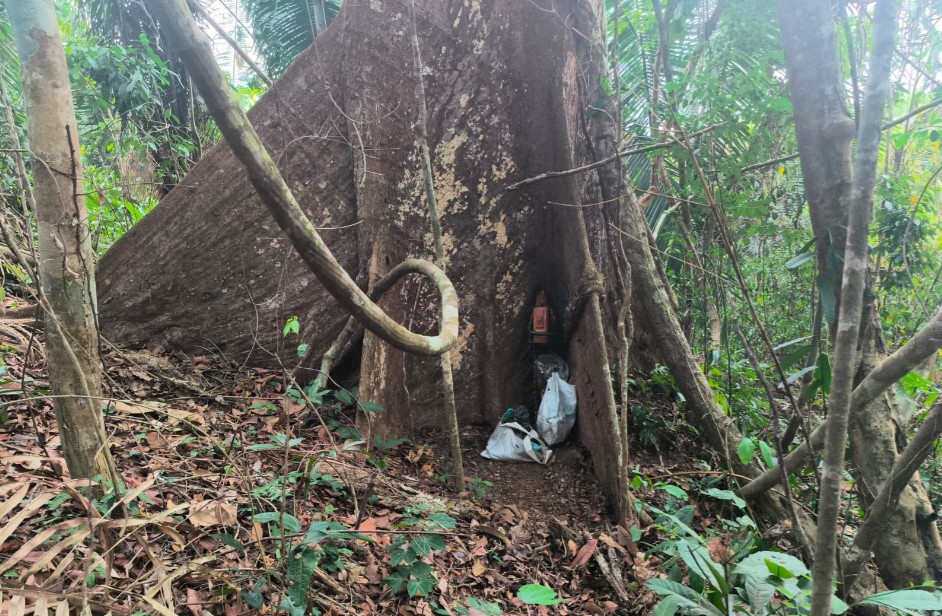 CRIMES AMBIENTAIS: Parque de Guajará volta a ser alvo de invasores e de extração ilegal de madeira