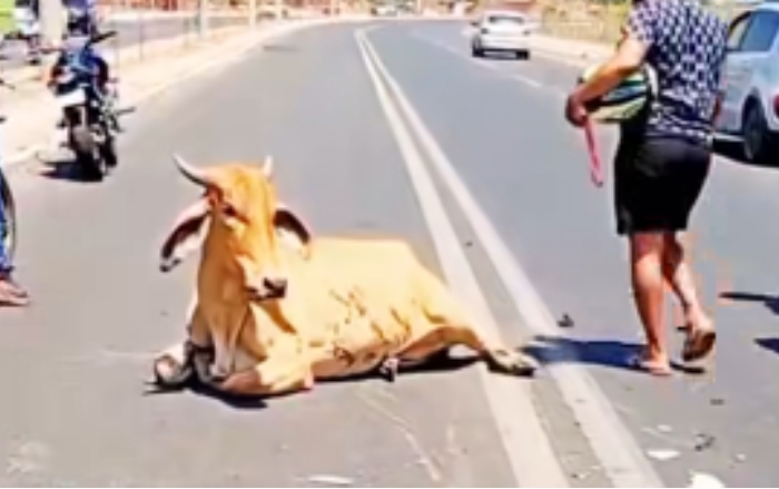 CRUELDADE: Motoqueiro morre e vaca é esquartejada por população após acidente no Piauí