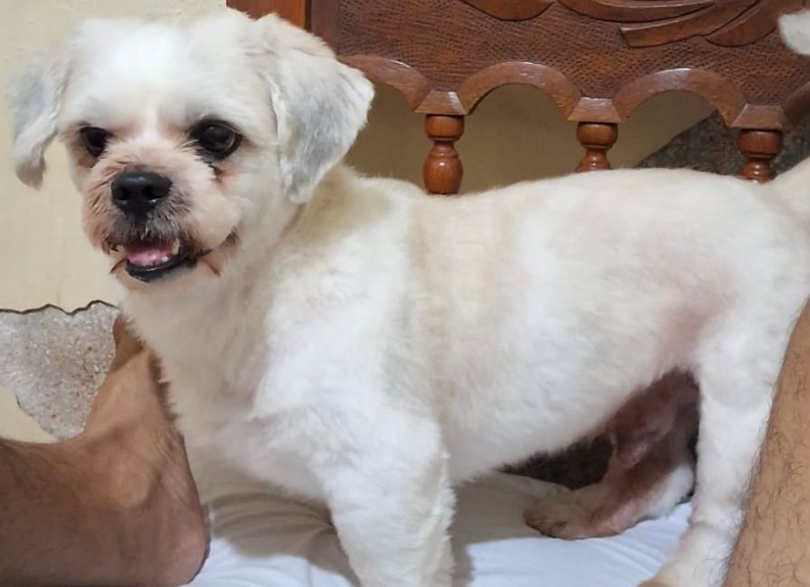 VOCÊ VIU?: Tutores oferecem recompensa para quem encontrar cachorrinho Thor