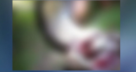 ESCAPOU: Criança indígena é atacada por onça e salva por parente que lutou com animal