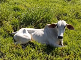 RAIVA BOVINA: Jaru tem 14 casos positivos e 23 mil animais já foram vacinados