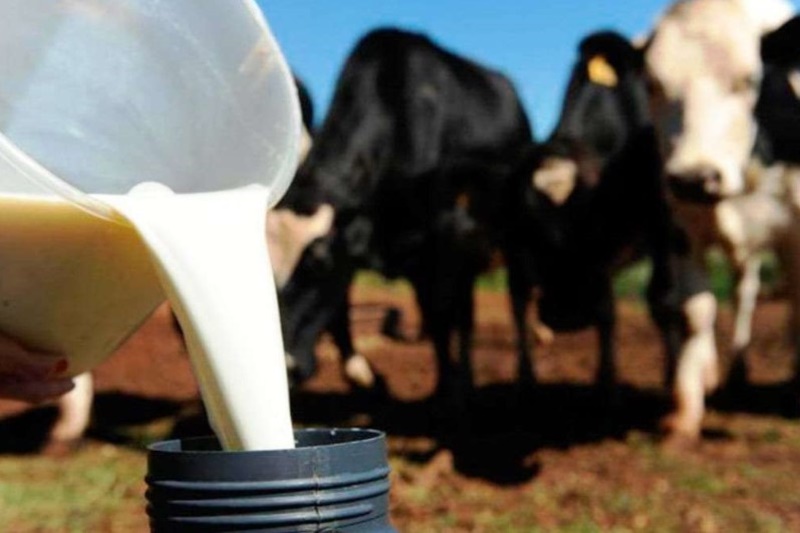 ALTERNATIVAS: Setor produtivo debate programas de remuneração pela qualidade do leite