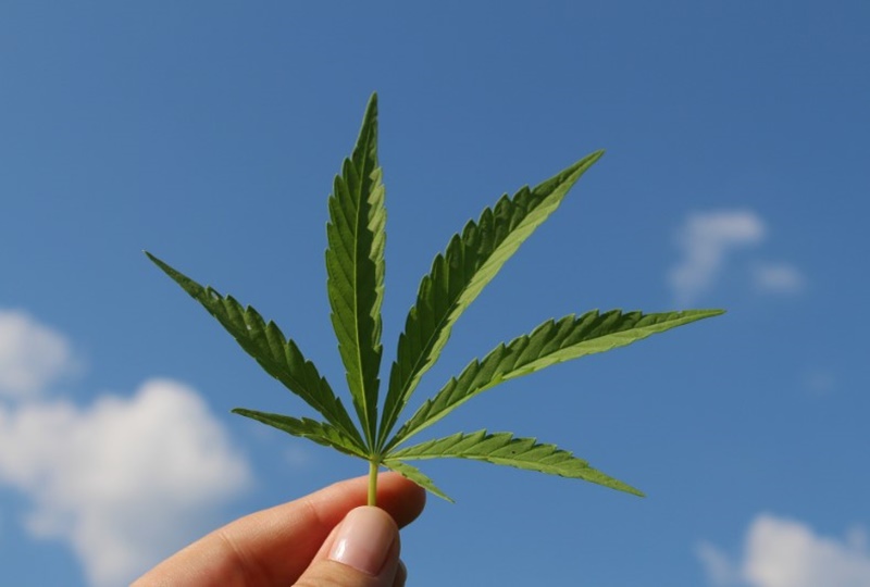ESTUDOS: Pesquisa e uso da cannabis avançaram no Brasil nos últimos anos