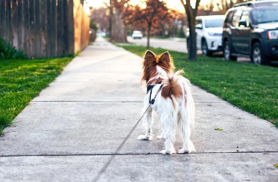 SEM NOÇÃO: Mulher não pede licença para cachorro e é agredida pela dona do animal