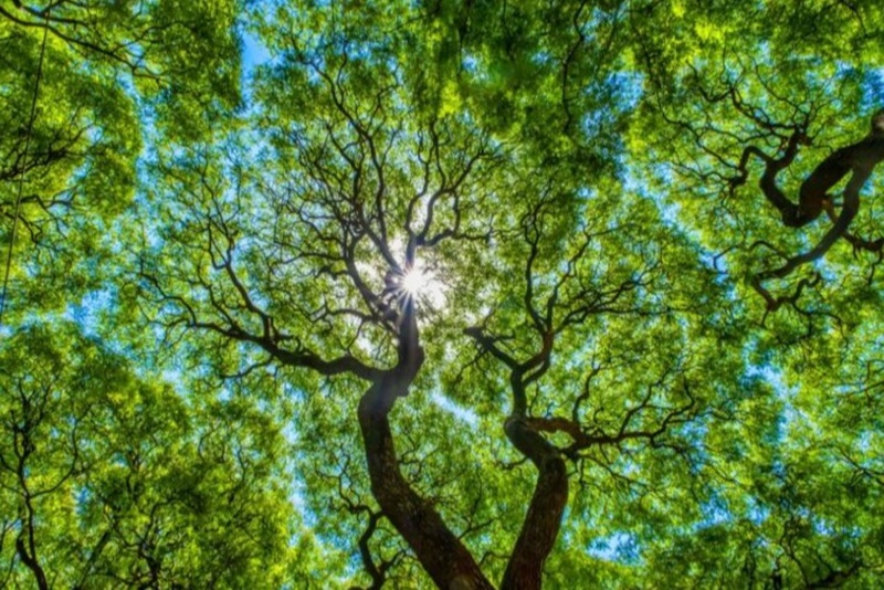 DATA: Mapa prorroga prazo de consulta pública sobre carbono verde