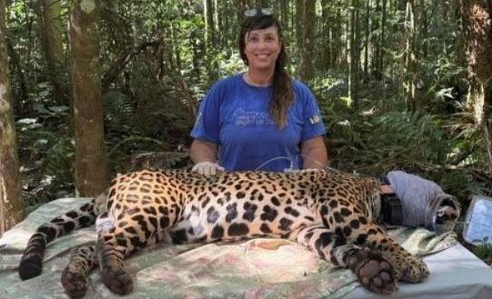 PROTEÇÃO: Bióloga brasileira vence o 'Oscar Verde' por proteção de onças