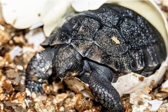 CENTENÁRIO: Aos 135 anos, tartaruga se torna pai pela primeira vez