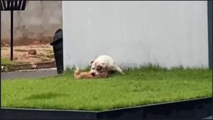 FEROZ: Shih-tzu morre após ataque de pitbull e caso gera revolta em bairro de Cacoal