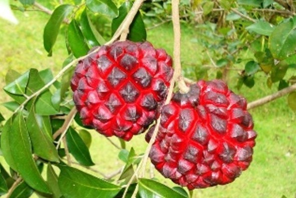 PINDAÍBA: A fruta que virou símbolo da escassez